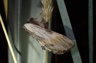 <i>Harpyia milhauseri</i>