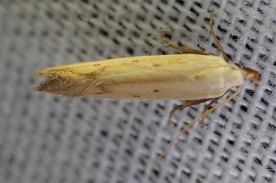 <i>Mesophleps silacella</i>