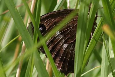 <i>Minois dryas</i>