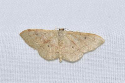 <i>Idaea rubraria</i>