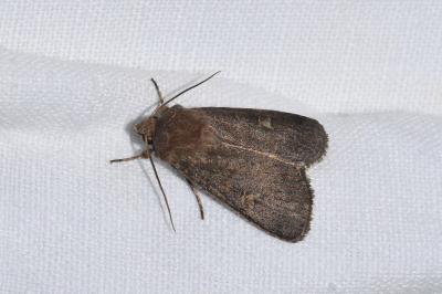 <i>Xestia xanthographa</i>