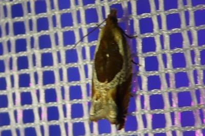 <i>Ancylis unculana</i>
