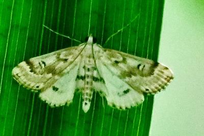 <i>Parapoynx stratiotata</i>