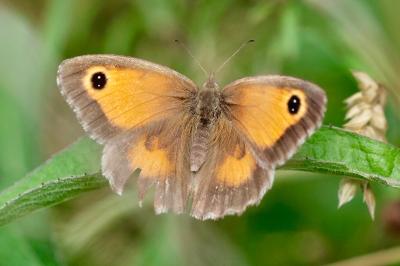 <i>Pyronia tithonus</i>