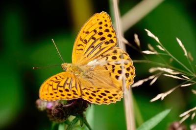 <i>Argynnis paphia</i>