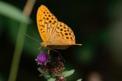 <i>Argynnis paphia</i>