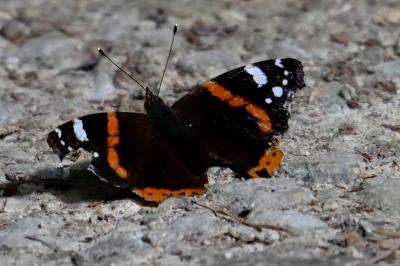 <i>Vanessa atalanta</i>