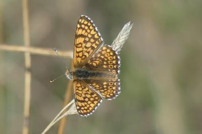 <i>Melitaea cinxia</i>