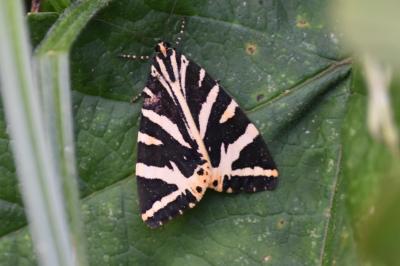 <i>Euplagia quadripunctaria</i>