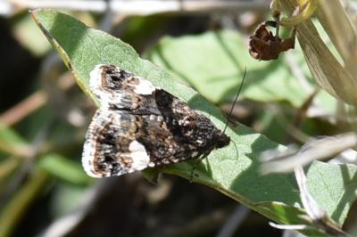 <i>Tyta luctuosa</i>