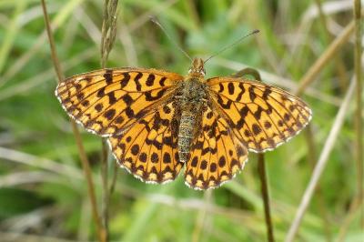 <i>Boloria dia</i>