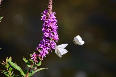 <i>Pieris rapae</i>