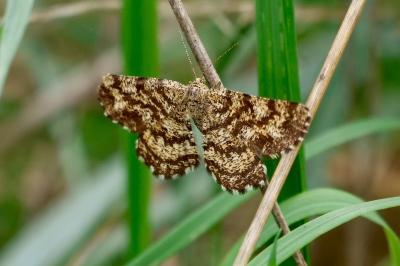 <i>Ematurga atomaria</i>