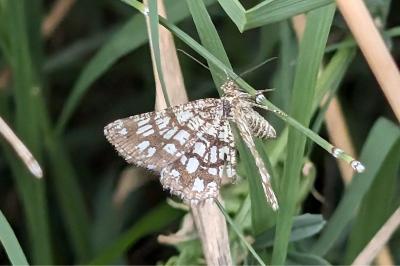 <i>Chiasmia clathrata</i>