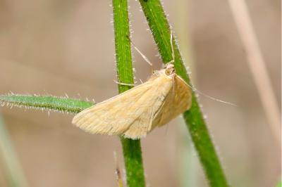 <i>Sitochroa verticalis</i>