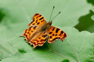 <i>Polygonia c-album</i>