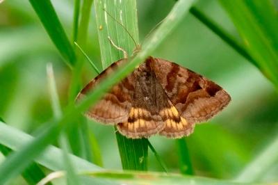 <i>Euclidia glyphica</i>