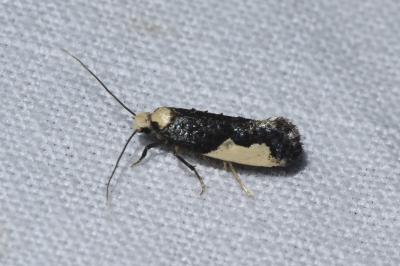 <i>Monopis monachella</i>