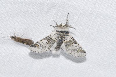 <i>Furcula furcula</i>