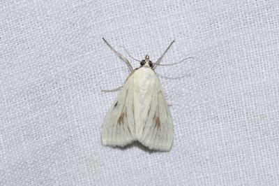<i>Sitochroa palealis</i>