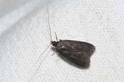 <i>Homaloxestis briantiella</i>
