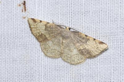 <i>Stegania trimaculata</i>