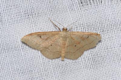 <i>Idaea rubraria</i>