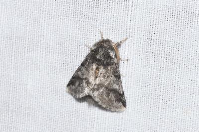 <i>Thaumetopoea processionea</i>