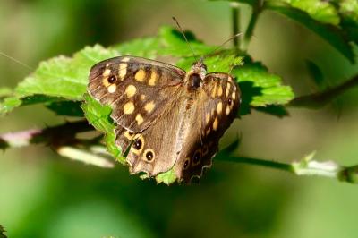 <i>Pararge aegeria</i>