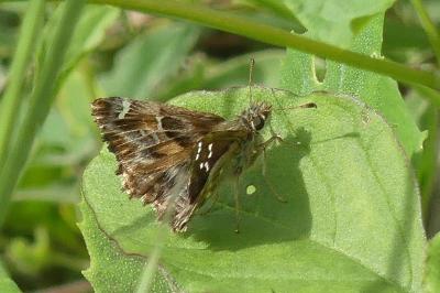 <i>Carcharodus alceae</i>