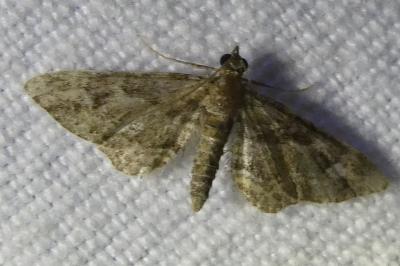 <i>Gymnoscelis rufifasciata</i>
