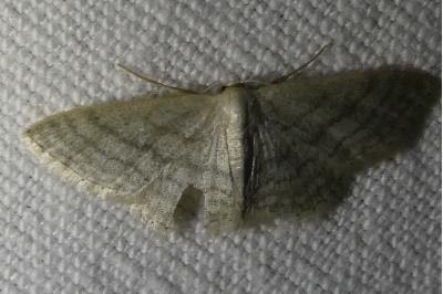 <i>Idaea subsericeata</i>