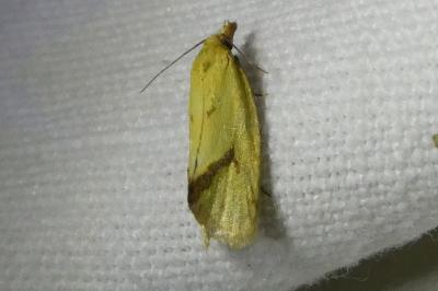 <i>Agapeta hamana</i>