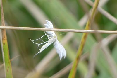 <i>Pterophorus pentadactylus</i>