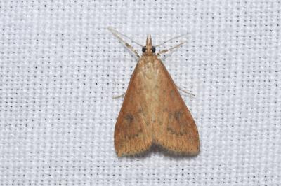 <i>Udea ferrugalis</i>