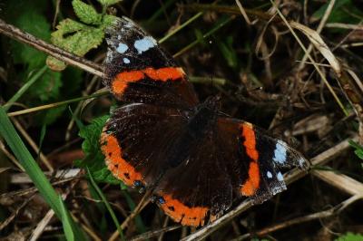 <i>Vanessa atalanta</i>
