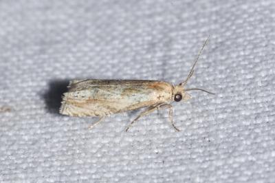 <i>Eucosma</i>