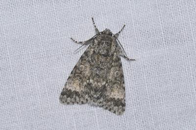 <i>Acronicta megacephala</i>