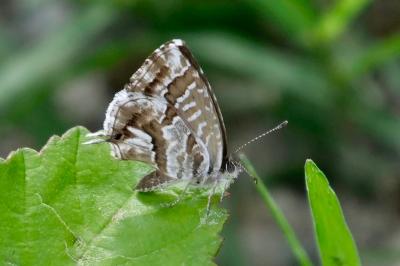 <i>Cacyreus marshalli</i>