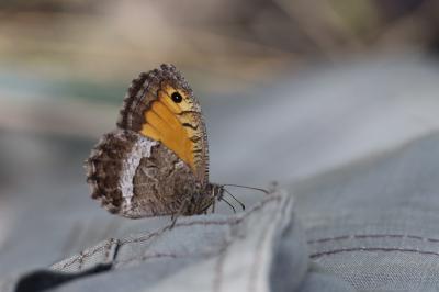 <i>Arethusana arethusa</i>