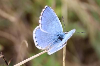<i>Lysandra bellargus</i>