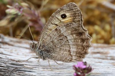 <i>Arethusana arethusa</i>