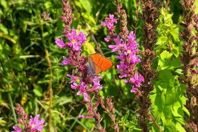 <i>Lycaena dispar</i>