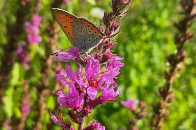 <i>Lycaena dispar</i>