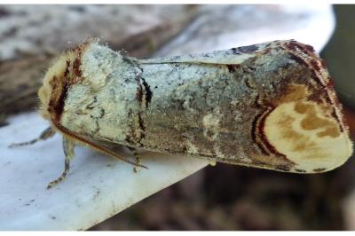 <i>Phalera bucephala</i>