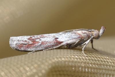 <i>Selagia spadicella</i>