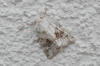 <i>Hecatera bicolorata</i>