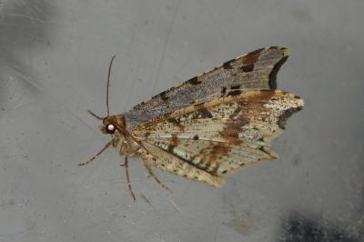 <i>Macaria alternata</i>