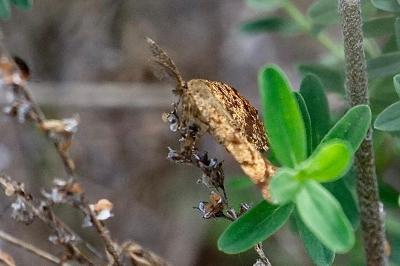 <i>Ematurga atomaria</i>