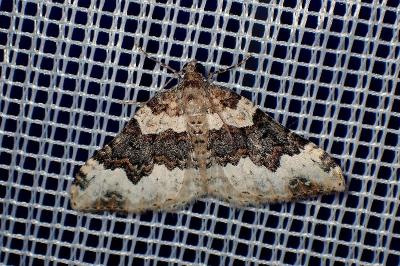 <i>Epirrhoe galiata</i>